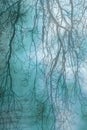 Bare tree branches with texture abstract background Royalty Free Stock Photo