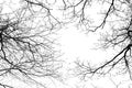 Bare tree branches on a white background