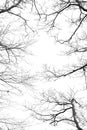 Bare tree branches on a white background Royalty Free Stock Photo