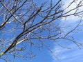 Bare Tree Branches White Poplar Silver Poplar Blue Sky Bright Light