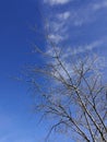 Bare Tree Branches Winter Light Bright Blue Sky White Clouds