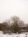 bare tree branches winter scene nature landscape outside snow Royalty Free Stock Photo