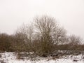 bare tree branches winter scene nature landscape outside snow Royalty Free Stock Photo