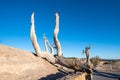 Bare tree with Bryce Canyon view Royalty Free Stock Photo