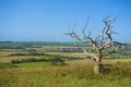 A Bare Tree at Butser Hill ,Hampshire Royalty Free Stock Photo