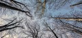 Bare tree canopy growing in deciduous forest on blue sky upward view, treetops