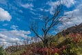Bare tree on a colorful hillside Royalty Free Stock Photo