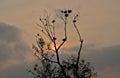 Bare tree with cormorant nests against a colorful evening sky