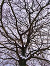 Bare Tree Covered In Snow. Winter Tree Branches And Twigs Silhouette