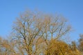 Bare tree crowns on a clear blue sky Royalty Free Stock Photo