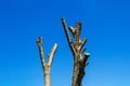 Bare tree with cut branches on a background of bright spring sky. Annual seasonal pruning of city trees