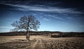 Bare tree by a dirt road on a plowed field Royalty Free Stock Photo