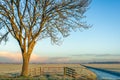 Bare tree in early morning sunlight Royalty Free Stock Photo