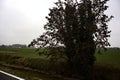 Bare tree by the edge of a stream of water next to a cultivated field on a cloudy day in the italian countryside Royalty Free Stock Photo