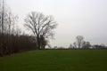 Bare tree by the edge of a stream of water next to a cultivated field on a cloudy day in the italian countryside Royalty Free Stock Photo