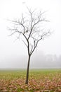 The bare tree with fallen leaves on a foggy day, Dulwich Park, England