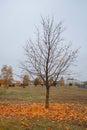 Bare tree with fallen leaves on ground, autumn season and change concept Royalty Free Stock Photo
