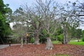 Bare tree with fallen leaves Royalty Free Stock Photo