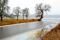 Bare tree in foggy landscape