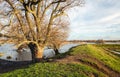 Bare tree in the foreground of a flooded landscape Royalty Free Stock Photo