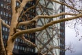 Bare tree in front of skyscraper in Berlin Germany Royalty Free Stock Photo