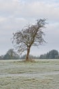 Bare tree on a frosty day in a meadow close to the River Trent