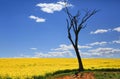 Bare tree and golden canola in spring sunshine Royalty Free Stock Photo