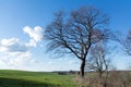 Bare tree on a green field against blue sky with clouds Royalty Free Stock Photo