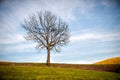 Bare tree hill top autumn landscape Royalty Free Stock Photo