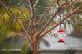 Bare tree with hummingbird feeder on rainy day