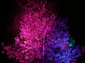 Purple light on bare tree Royalty Free Stock Photo
