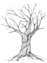 Bare tree illustration