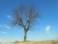 Bare tree isolated on the Hill Royalty Free Stock Photo