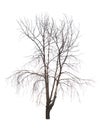 Bare tree isolated over white Royalty Free Stock Photo