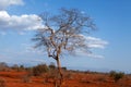 Bare tree in Kenya, Africa Royalty Free Stock Photo