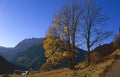 Bare tree in late October