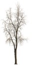 Cut out bare tree in winter. Royalty Free Stock Photo
