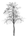 Bare tree without leaves. deciduous tree. Royalty Free Stock Photo