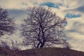 Bare tree without leaves on a hill Royalty Free Stock Photo