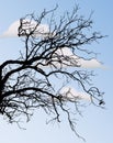 Bare tree limbs against blue skies