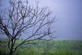 Bare Tree located near a Lake Royalty Free Stock Photo