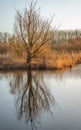 Bare tree in low sunlight Royalty Free Stock Photo