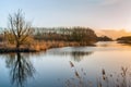 Bare tree in low sunlight Royalty Free Stock Photo