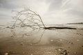 Bare tree lying on the seashore with reflection in the water horizontally Royalty Free Stock Photo