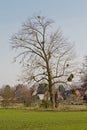 Bare tree with mistletoe in the Wallonian countryside