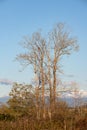 Bare tree with Mt Pilchuck in Background Royalty Free Stock Photo