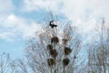 Bare tree with multiple bird nests