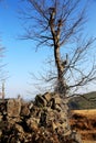 The Bare tree in Nangang Millennium Yao Village