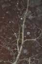 Snowing In Darkness Royalty Free Stock Photo