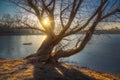 Bare Tree near the Lake Royalty Free Stock Photo